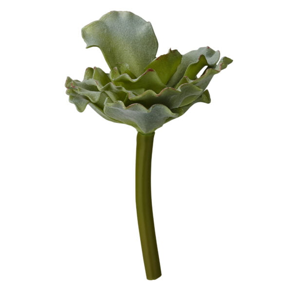 flora succulenta